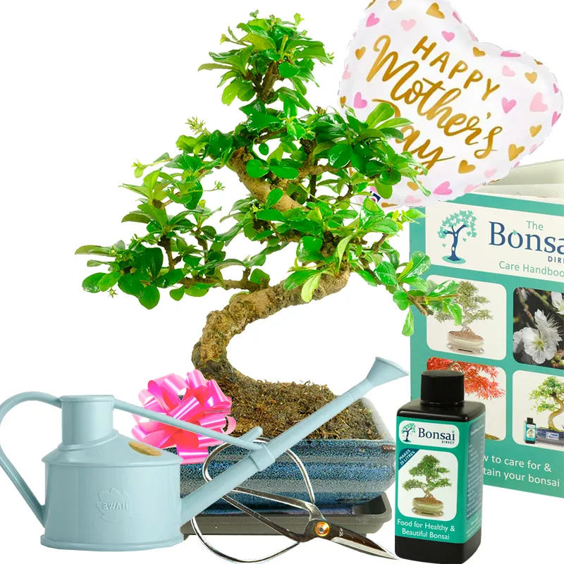 A remarkable eco friendly and sustainable flowering bonsai plant Mother's Day Gift set. Excellent value for money with Free delivery available.