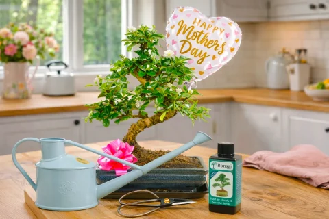 Our top selling special offer Mother's Day bonsai plant kit for beginners