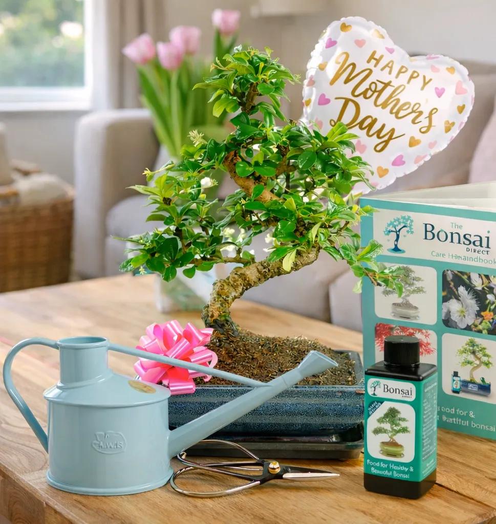 Mother's day flowering indoor bonsai starter kit for beginners. A long lasting evergreen bonsai plant gift for Mother's Day