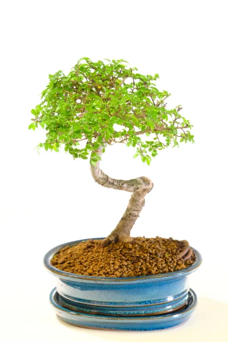 Incredible Chinese Elm Bonsai tree for sale