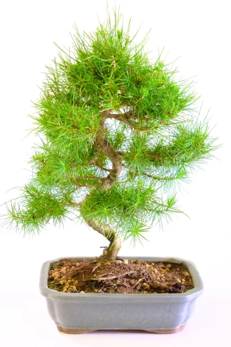 Stunning outdoor Pine bonsai tree