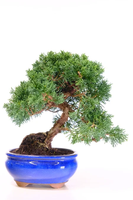 Bonsai Favourite Chinese Juniper Bonsai Tree | Hardy Evergreen Outdoor Bonsai
