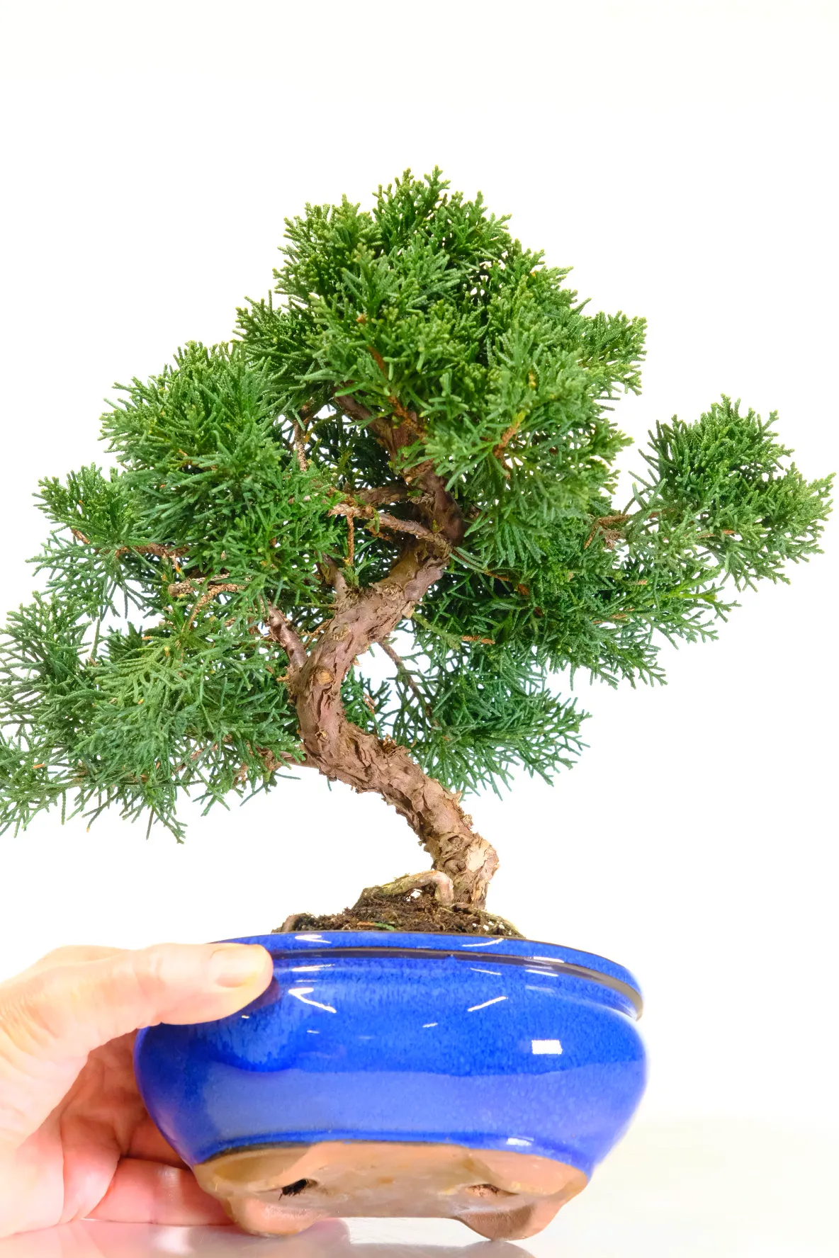 Juniperus chinensis hardy evergreen outdoor bonsai for beginners