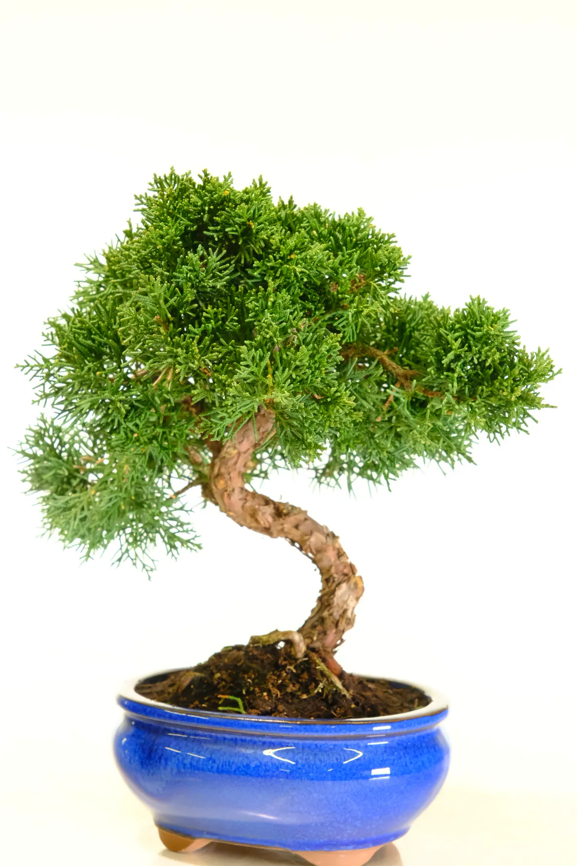 Chinese Juniper Bonsai Tree for Sale – Dwarf Outdoor Specimen