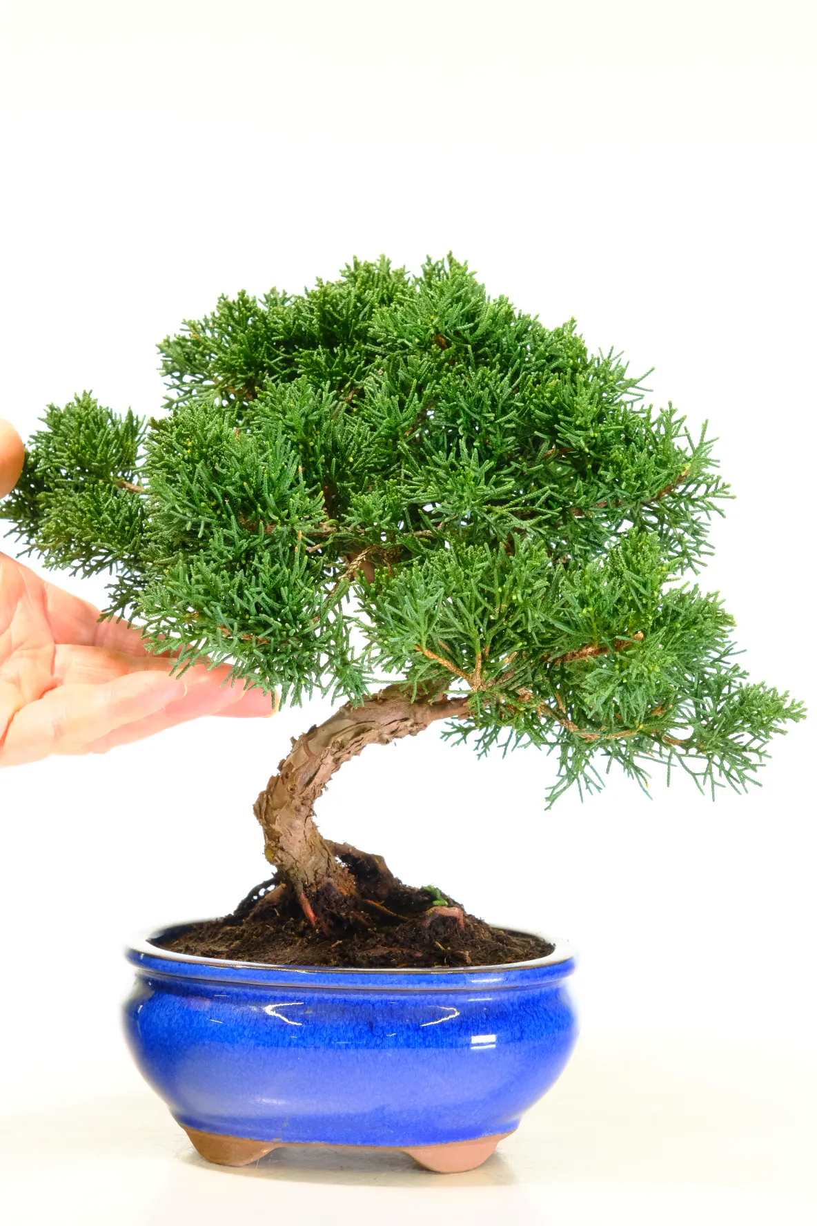 Dwarf Chinese juniper bonsai tree for sale - grown by the experts
