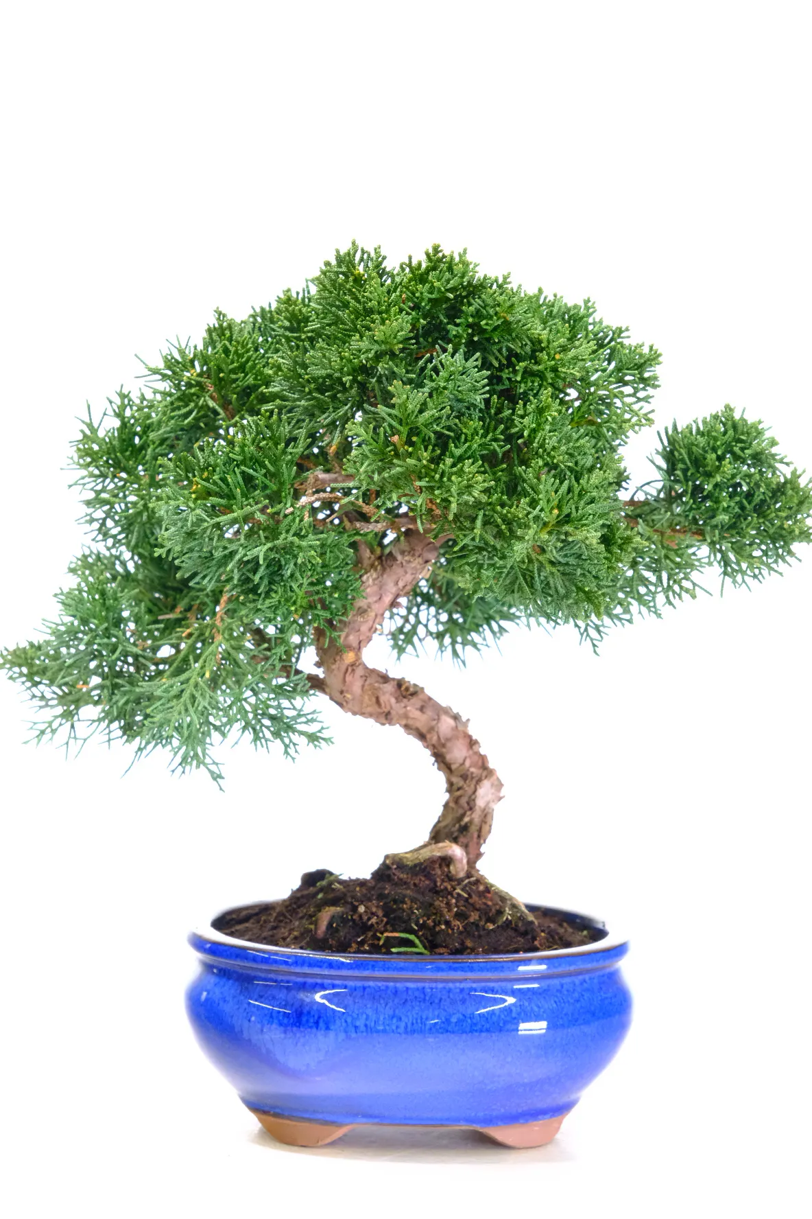 Chinese Juniper Bonsai Tree for Sale – Dwarf Outdoor Specimen