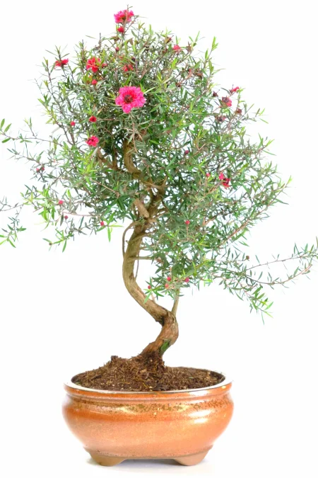 Leptospermum Scoparium Outdoor Bonsai | New Zealand Manuka Tea Tree