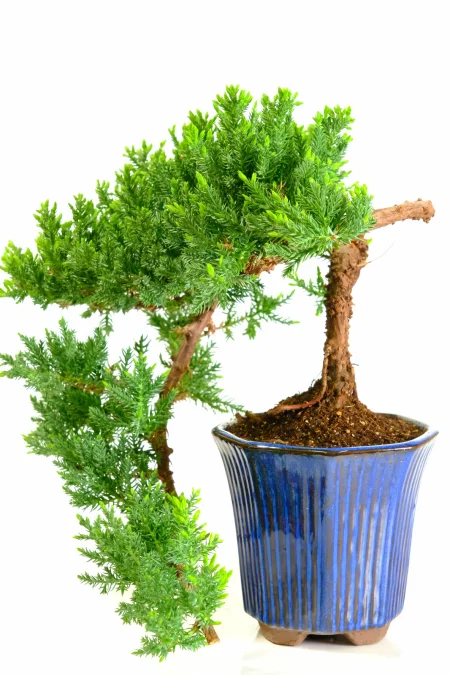 Cascading Juniper Bonsai | 12 Year Old Juniperus procumbens