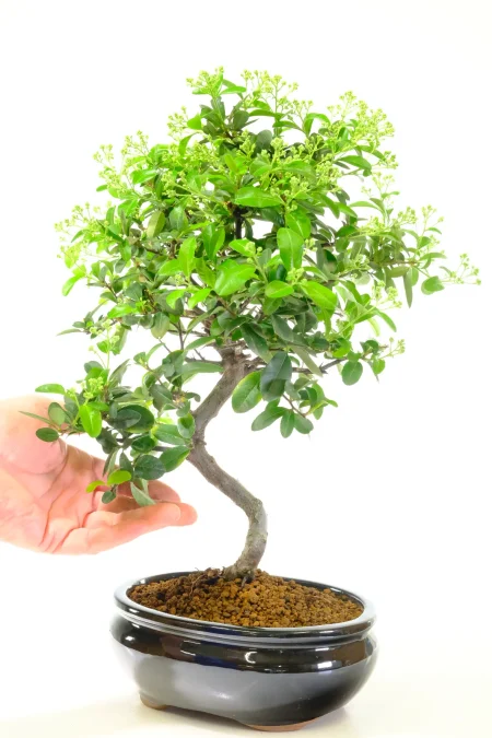 Beautifully Twisty Evergreen Flowering & Fruiting Pyracantha Bonsai Tree | Covered in Flower Buds