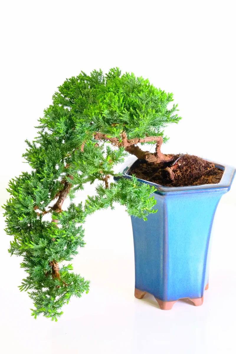 Incredible cascading juniperus bonsai tree