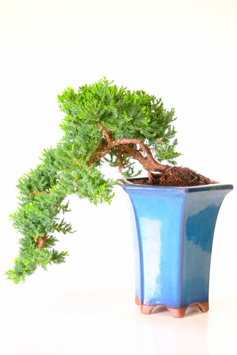 Spectacular Japanese Garden Juniper bonsai tree