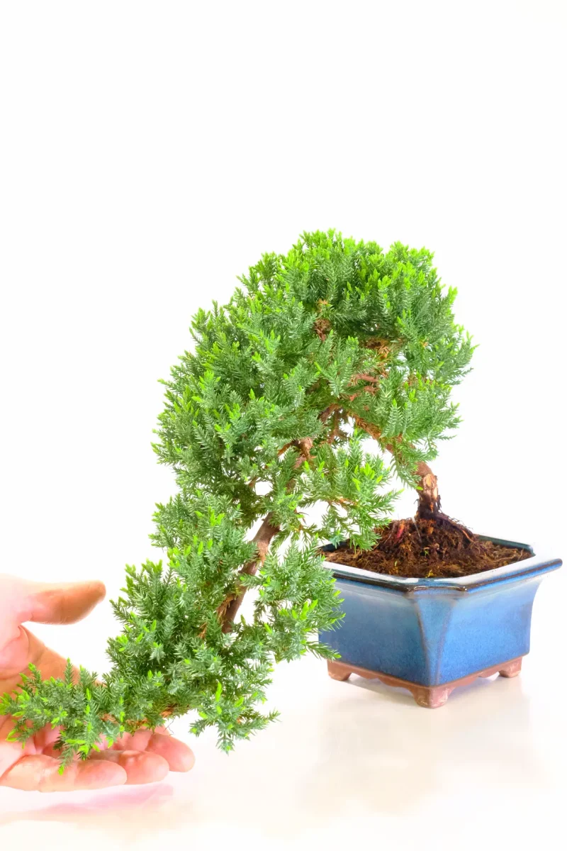 The flow of this juniper semi cascade bonsai tree is superb