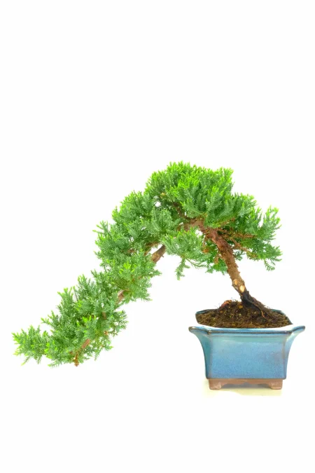 Bonsai Semi-Cascade | 14-Year-Old Juniperus procumbens Cascading Juniper