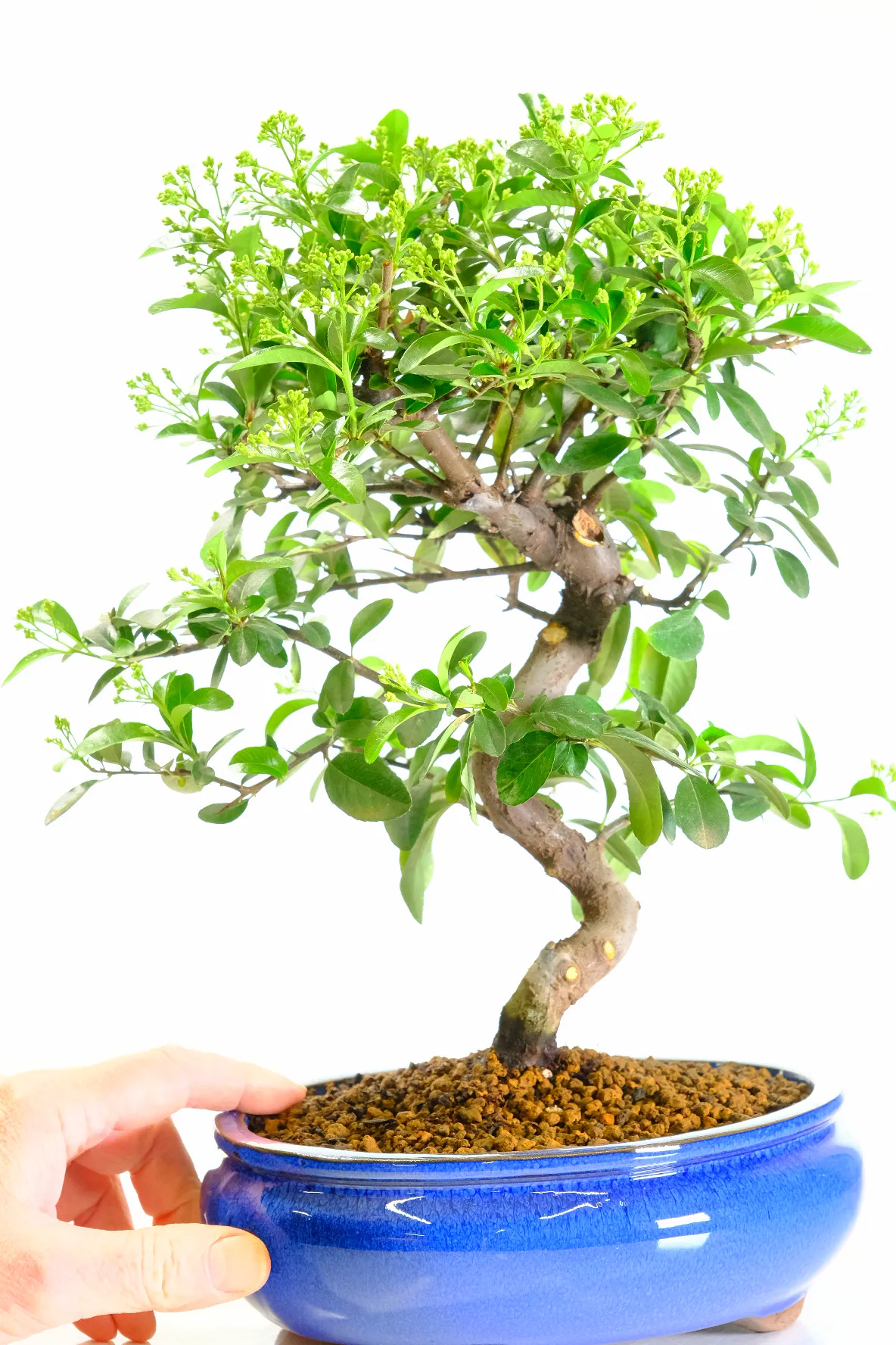 Potted into a royal blue bonsai pot