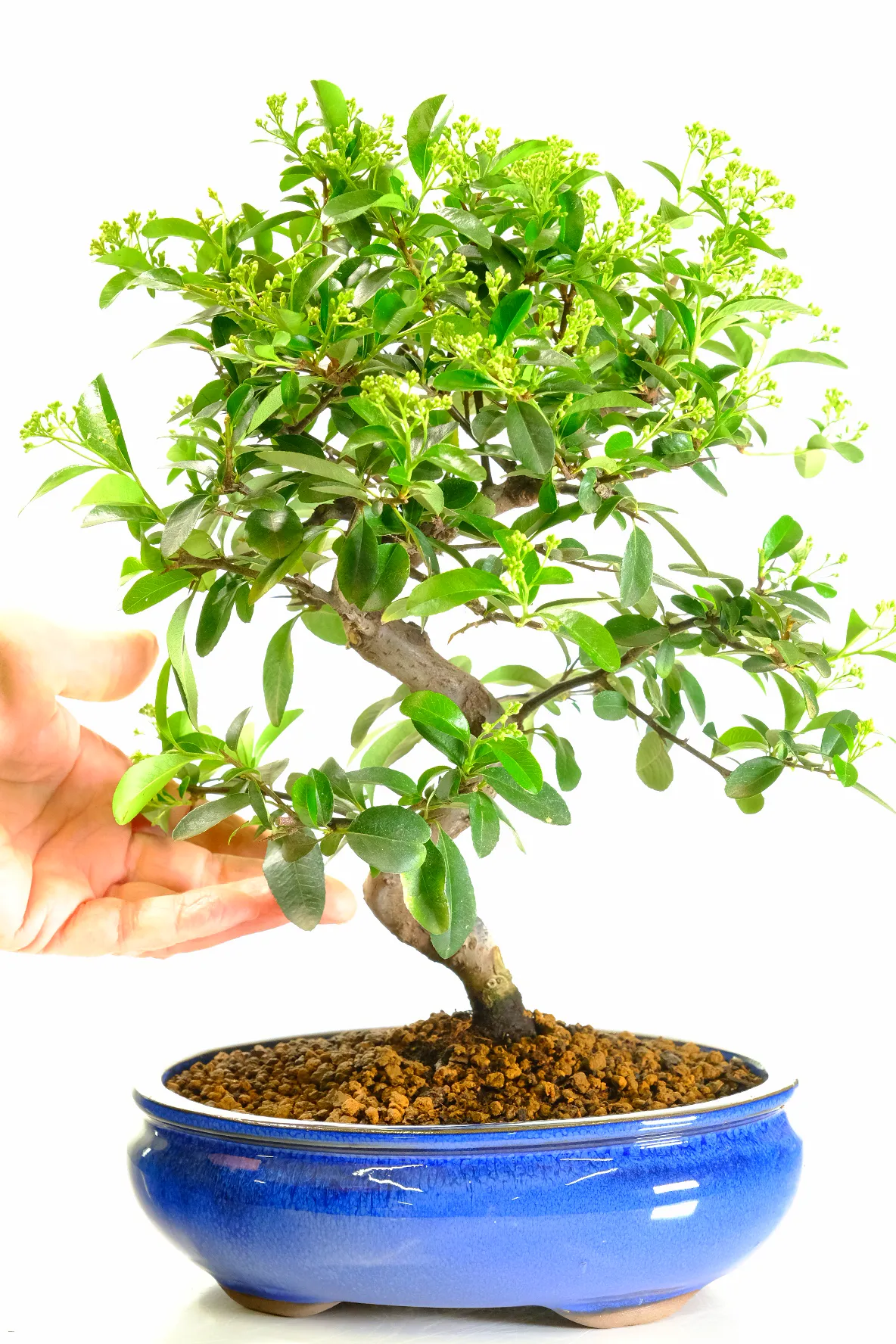 White summer flowers and red autumnal berries - covered in flower buds