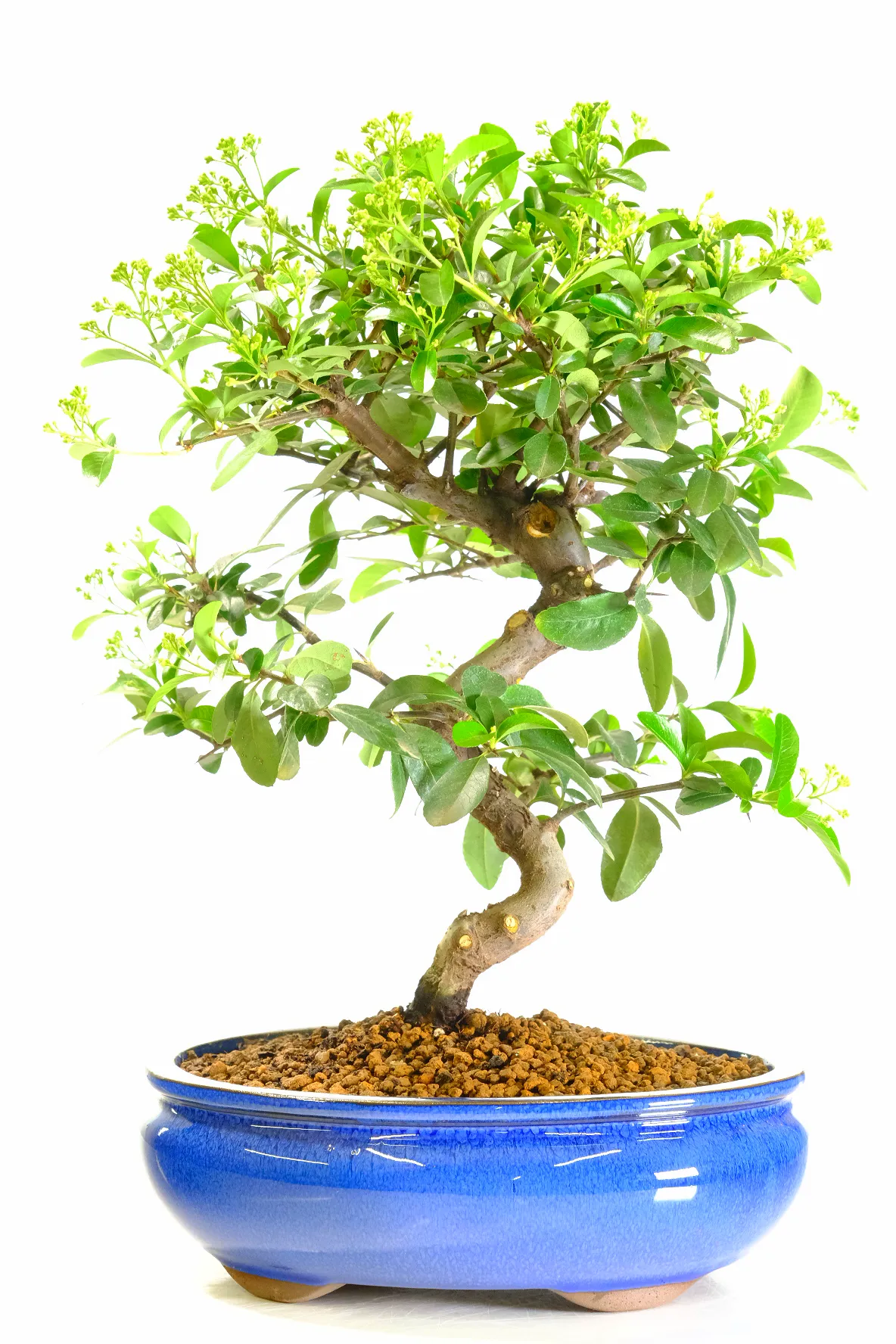 Phenomenal Pyracantha Firethorn bonsai tree