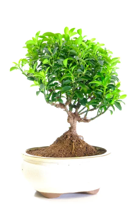 Evergreen Hardy Shohin Euonymus Bonsai | Euonymus japonicus