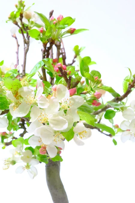 Incredible scented flowers during summer and autumnal apple fruits