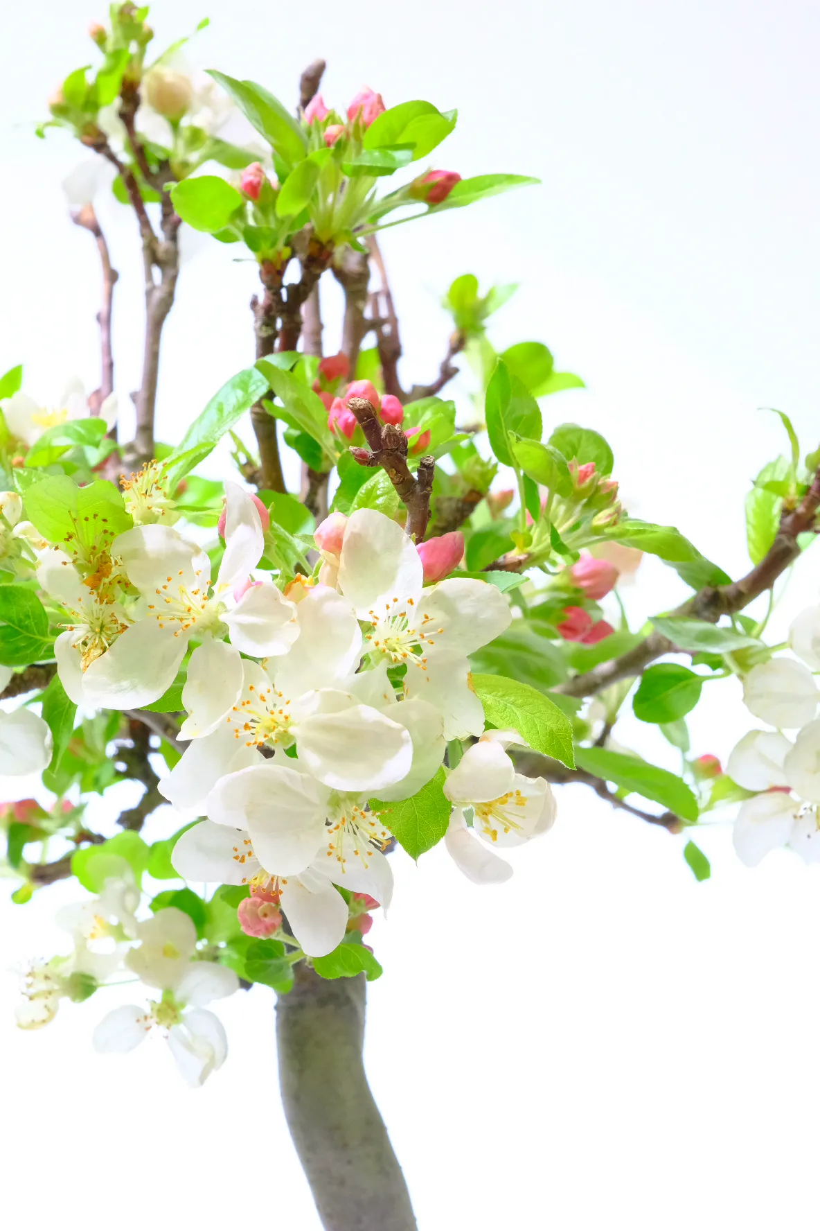 Incredible scented flowers during summer and autumnal apple fruits