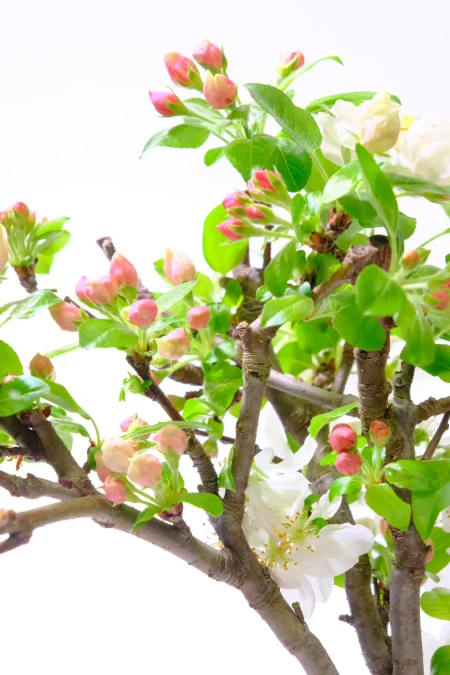 Flowering Crab Apple Bonsai | Malus Bonsai – 14 Year Old Bonsai Tree