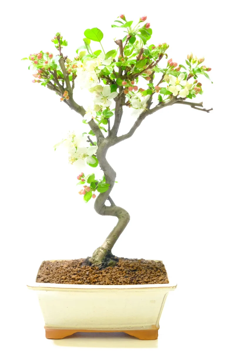 Outstanding Outdoor Crab Apple (Malus) Bonsai Tree | Lovely Flowering & Fruiting Tree