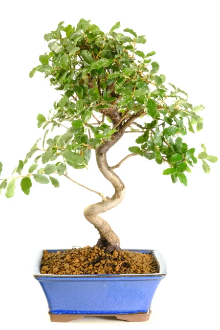 Cork Bark Oak Bonsai Tree | Quercus suber