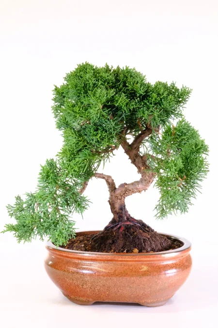 15-Year-Old Fruiting Evergreen Juniper Bonsai | Twisty Trunk Excellence Range