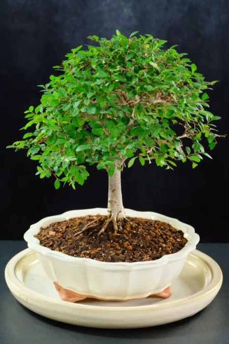 10-Year-Old Zelkova Serrata Bonsai – Magnificent Formal Upright Woodland Style