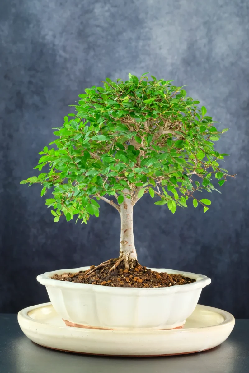 Incredible Formal Upright Chinese Elm Bonsai | Ideal for Beginners