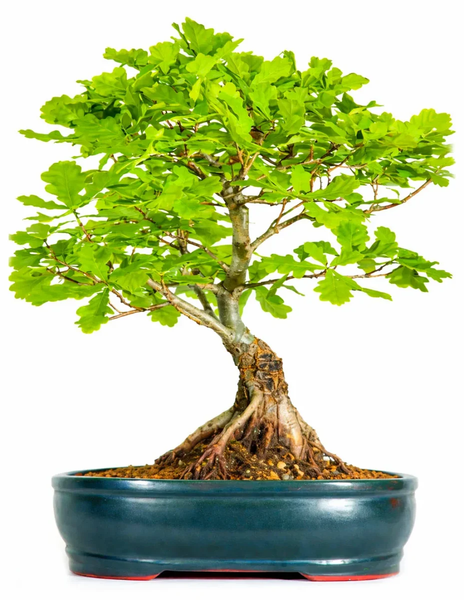 English Oak Bonsai tree (Quercus robur) grown by Lloyd Noall - Bonsai Direct