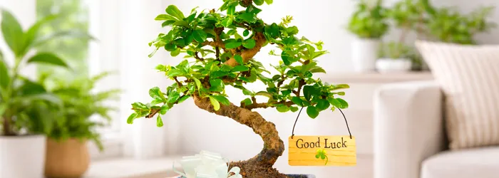 Bonsai Tree Gifts for Other Occasions