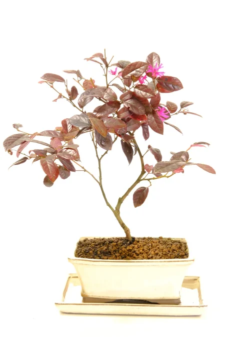 Gorgeous Chinese Blush Tree bonsai for sale