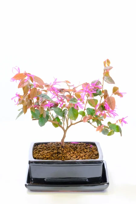 Pretty Flowering Chinese Blush (Loropetalum) Starter Bonsai Tree | Beautiful Purple Leaves