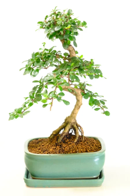 Spectacular indoor Carmona Bonsai for sale UK