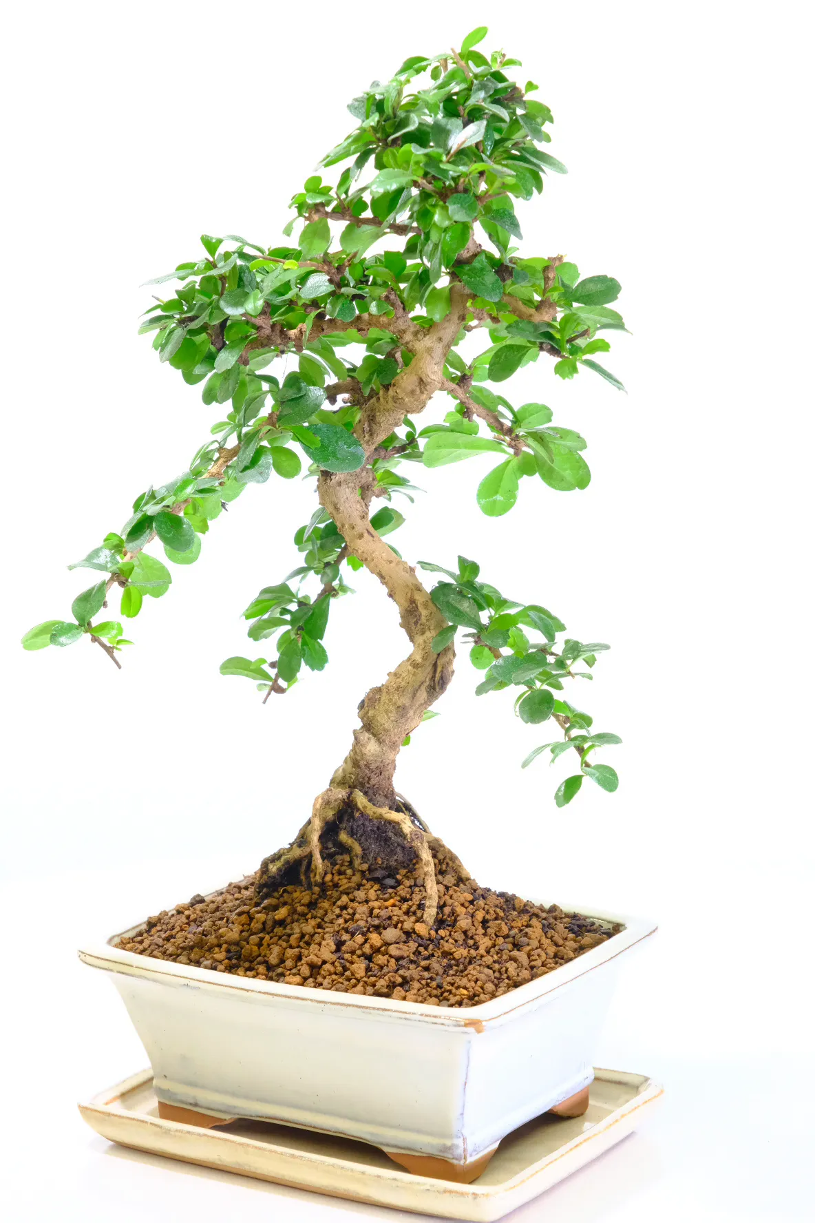 Flowering indoor bonsai variety