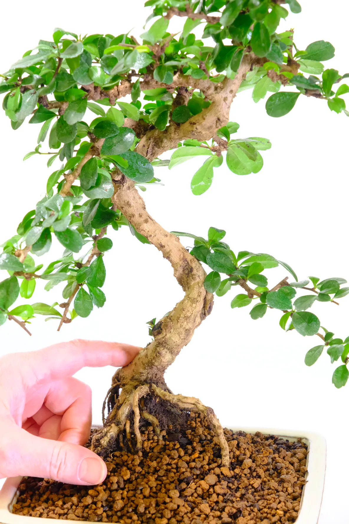 Gorgeous exposed roots and twisty trunk
