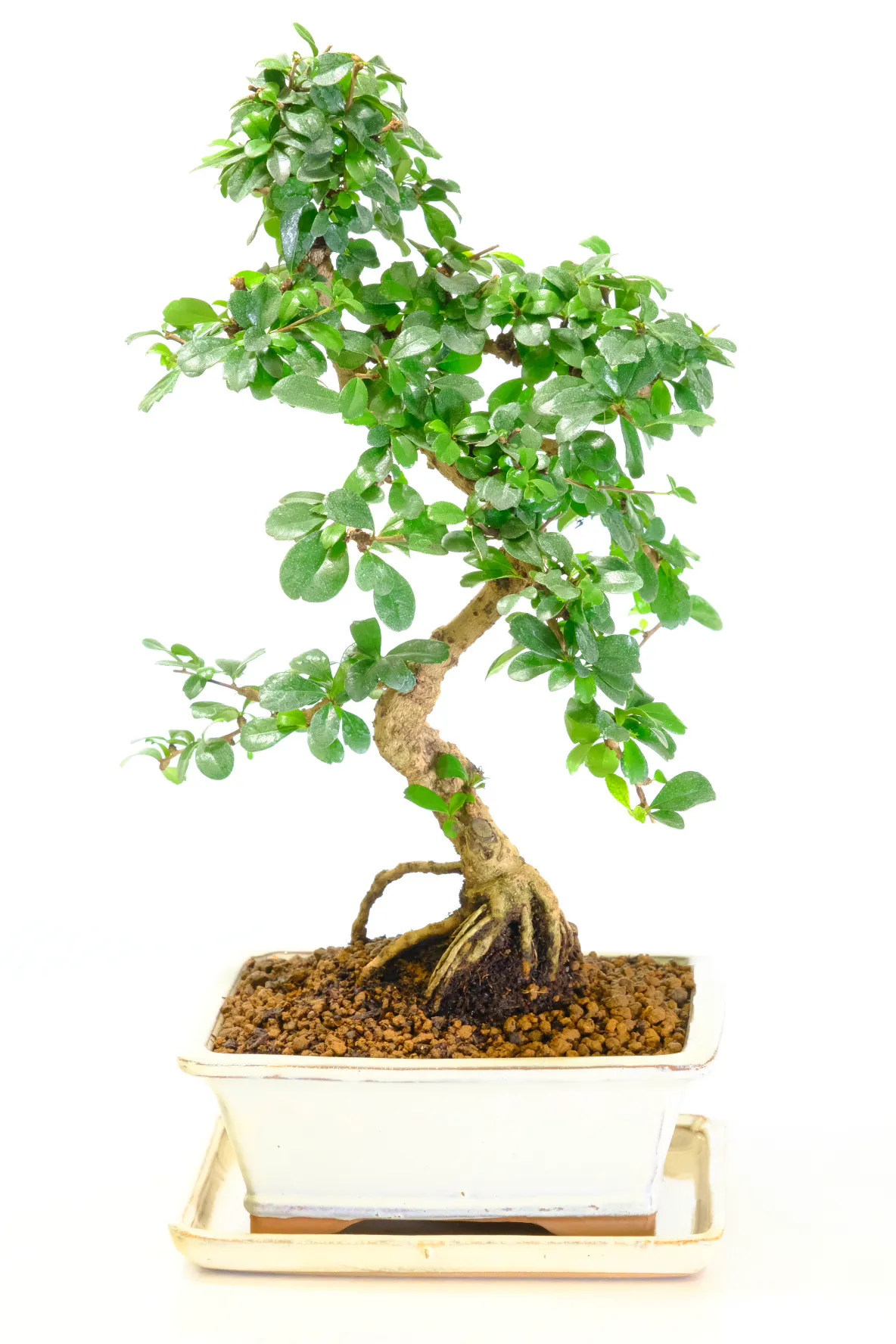 Fukien Tea Tree bonsai in cream-coloured bonsai pot
