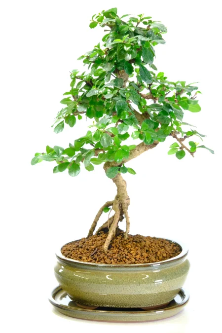 Potted into an olive oval bonsai pot