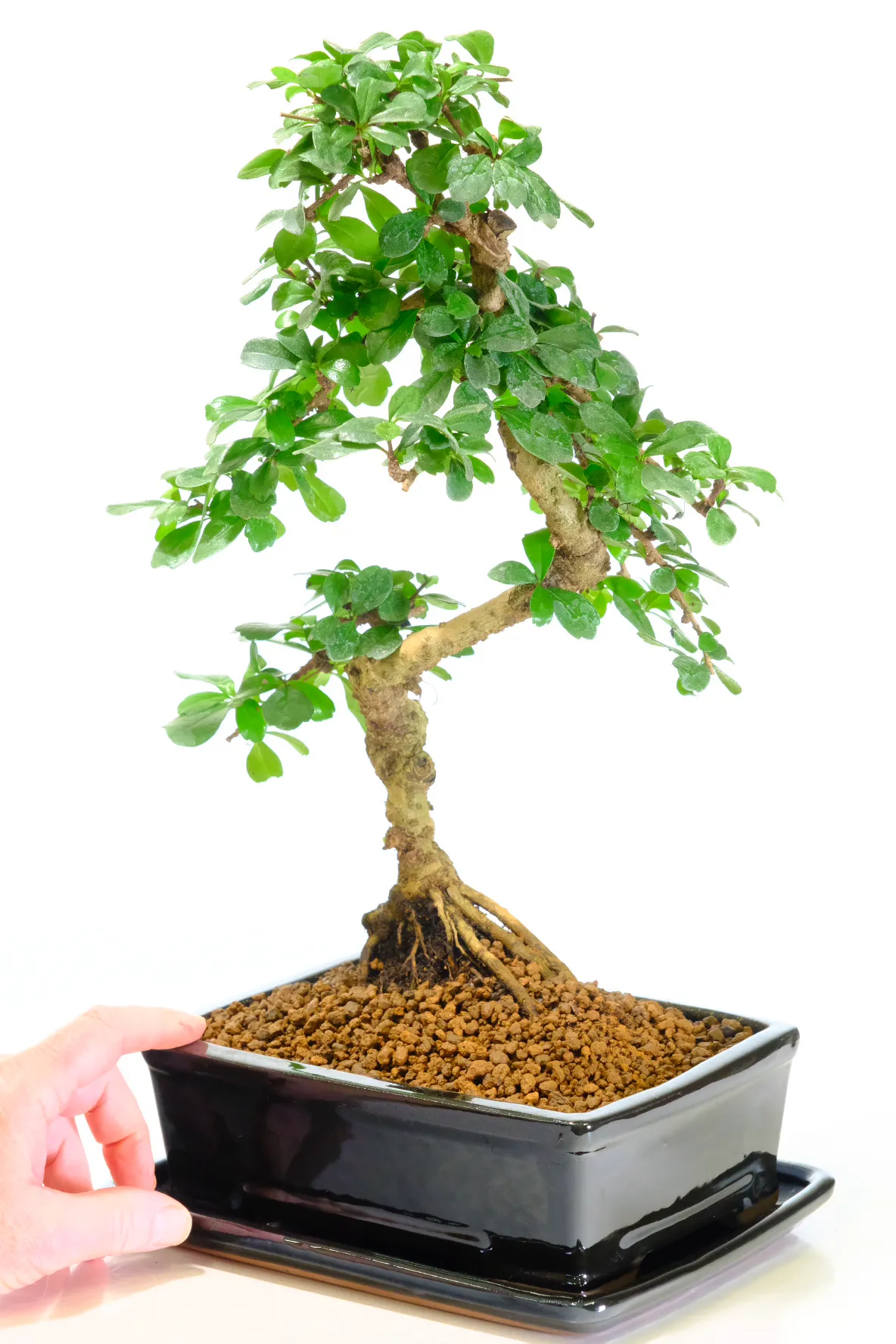 Free delivery to most of the UK - choose your delivery date