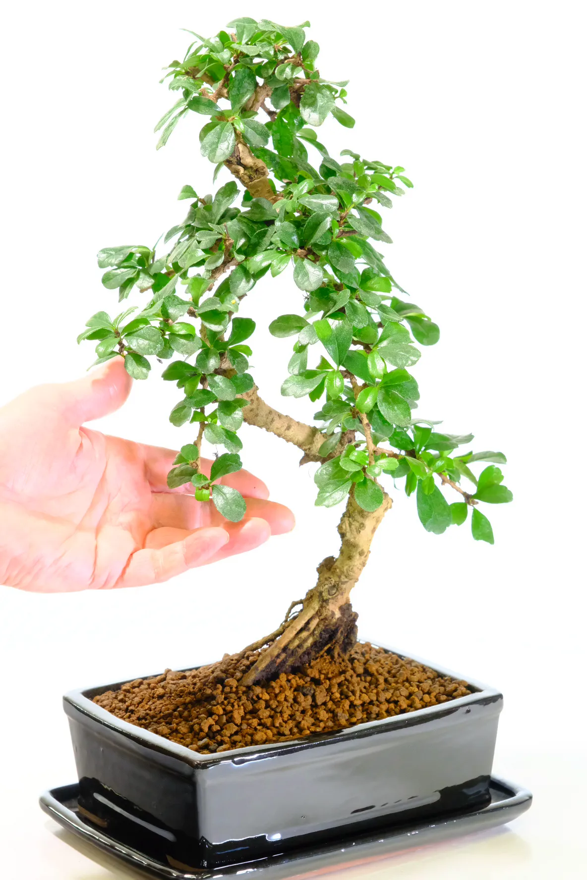 Flowering indoor bonsai -great for beginners