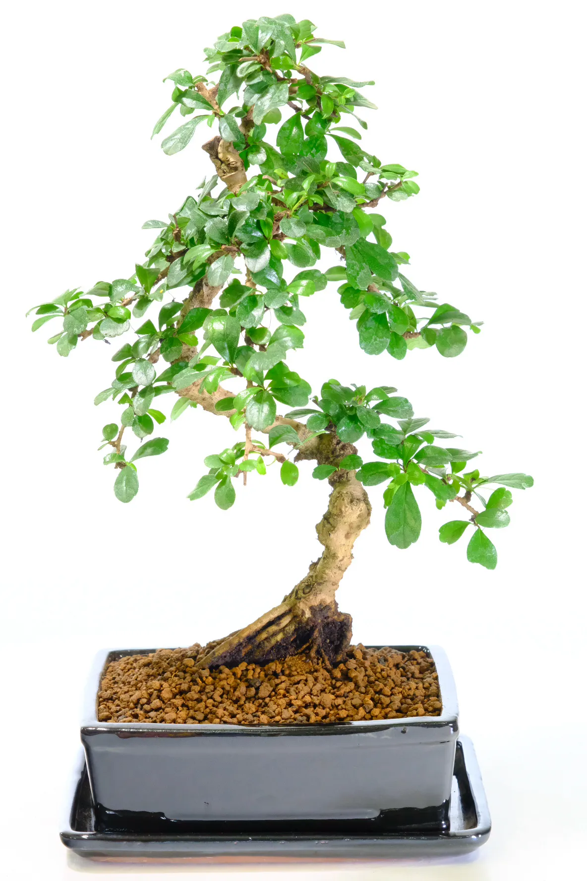 Prefers a warm room and doesn't like to be too wet