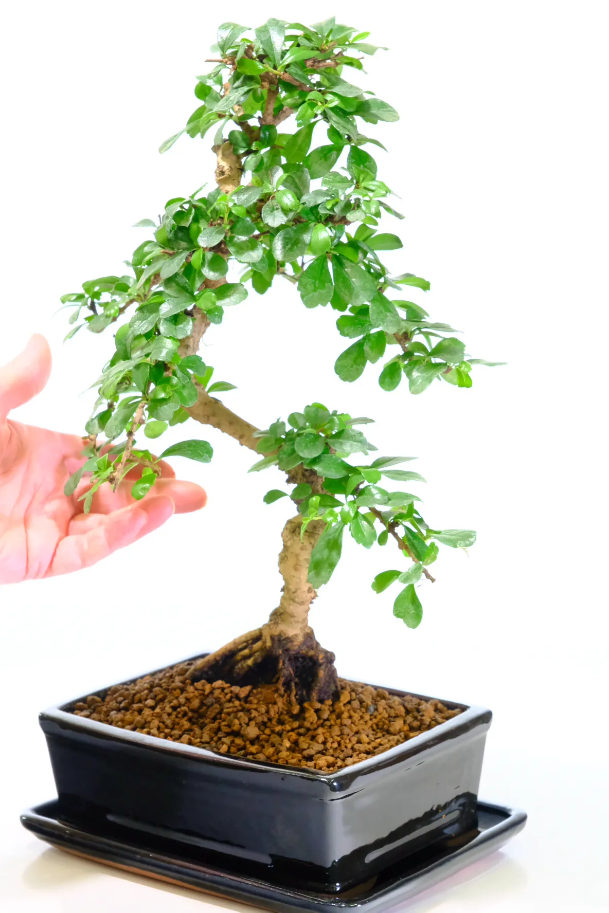 Miniature tree for the home