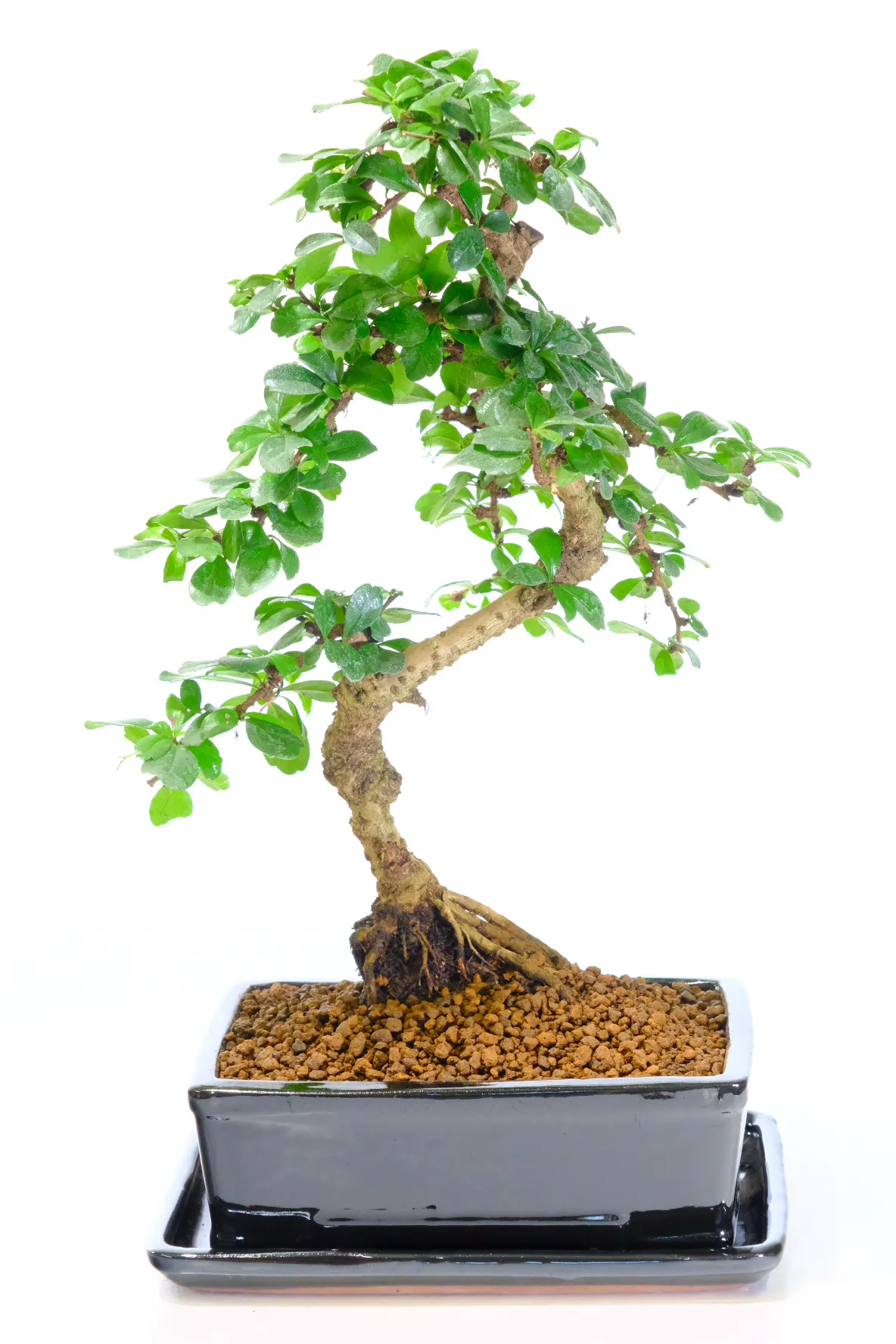 Oriental Tea Tree bonsai / Carmona microphylla