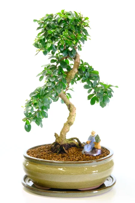 Carmona Bonsai - indoor bonsai favourite