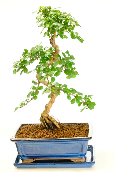 Carmona Bonsai in blue bonsai pot