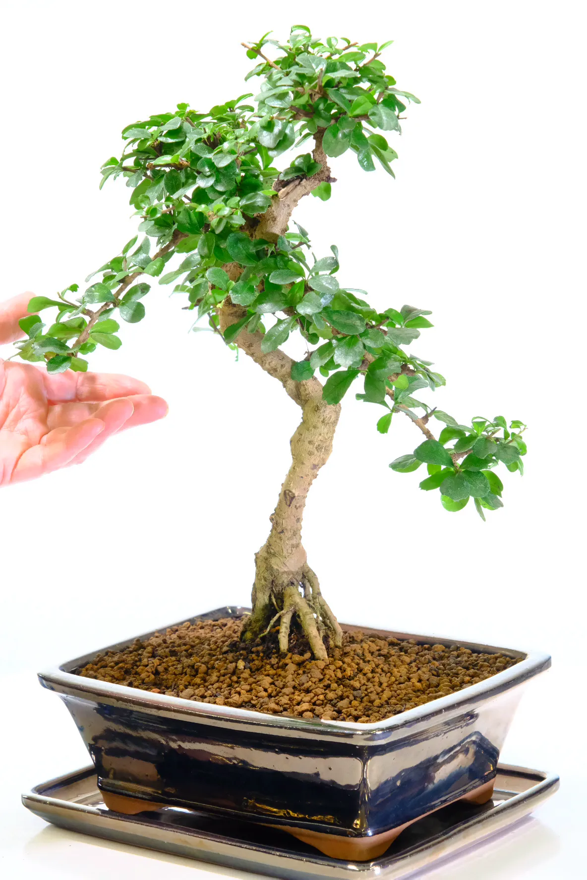 Incredible styling and nebari