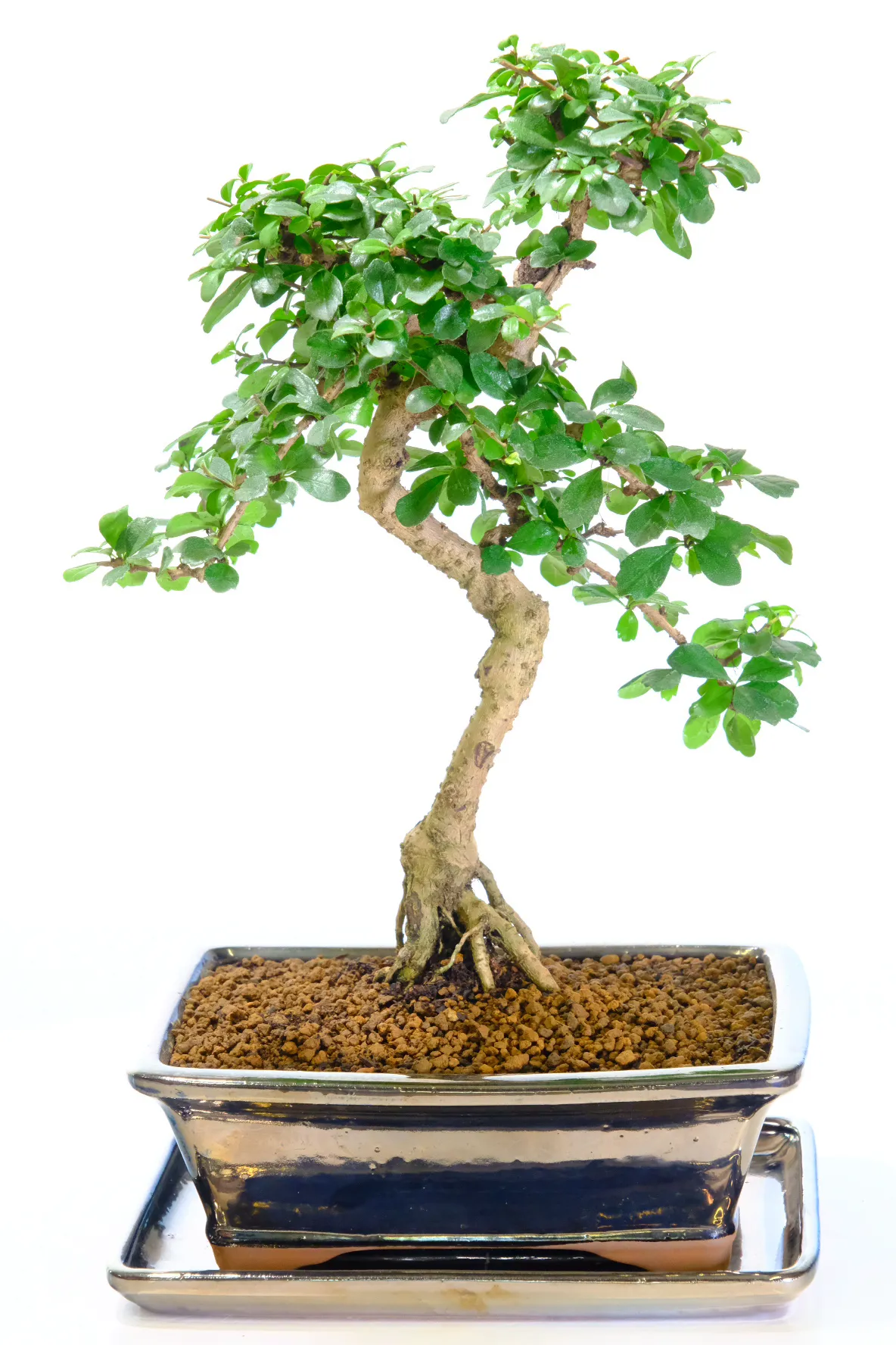 Potted into a metallic bonsai pot with matching tray