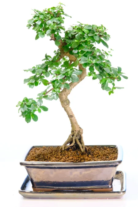 Superb twisty flowering indoor bonsai