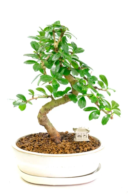 Dwarf Flowering Fukien Tea Tree Bonsai – A Lovely Indoor Natural Beauty