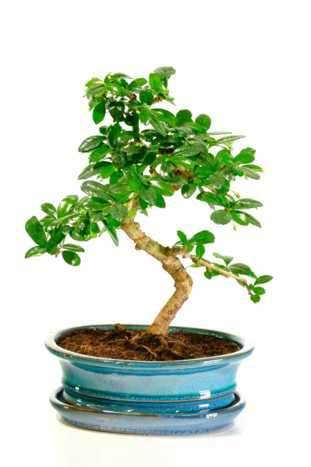 Pretty Fukien Tea Tree Flowering Indoor Bonsai | Summer White Flowers